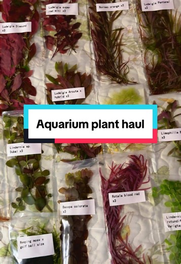 Aquarium Plant Haul for Betta Fish Enthusiasts