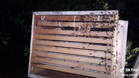 introducing a Queen into a new Hive. #honeybee #foryou #foryourpage @buzzybeekeeper