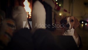 4k Dog Beagle and Owner Legs at Fireplace