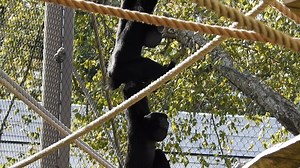 2.3K views · 267 reactions | Happy International Gibbon Day!  Have you heard Merlin and Leela's duet? Siamangs are known for their incredible vocalizations, especially the song sang by a bonded pair. This is a territorial song and is amplified by their inflatable throat sacs. If you are lucky, you'll hear them on your next zoo visit! Siamangs are the largest species of gibbon and are endangered, mainly due to habitat loss. | Cape May County Park/Zoo | Facebook