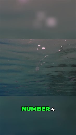 Exploring the Deadly Beauty of Box Jellyfish