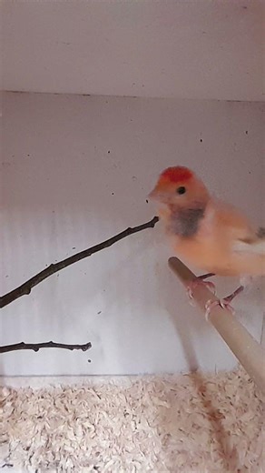 LESSER REDPOLL MULE 2025 #shortvideo #british #hobby #hybrid