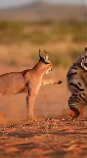 카라칼 vs 아드바크늑대: 사막 가장자리의 격렬한 충돌 Caracal vs Aardwolf: Violent Clash at the Desert Edge