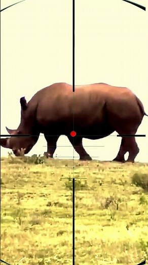 Rhino hunting | Caccia al rinoceronte | Neushoornjacht