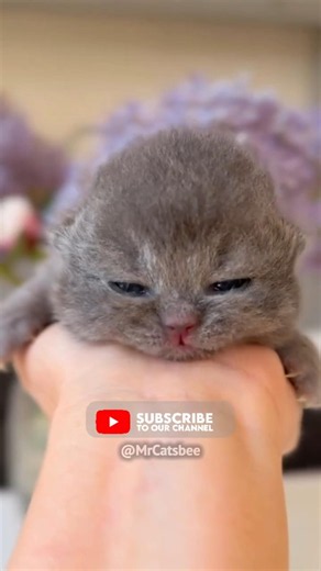 Милота! 🐱 Милые, любимые, веселые прикольные котики ❤️ Cute Funny Cats ❤️ Kittens №84