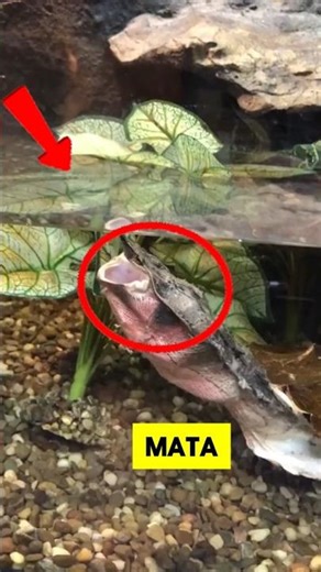 5 Animais Que Parecem TOTALMENTE Alienígenas!