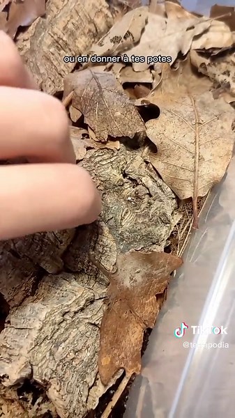 Comment élever des cloportes facilement