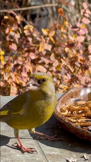 European Greenfinch Eating at Bird Buffet | Relaxing Bird Sounds 4K