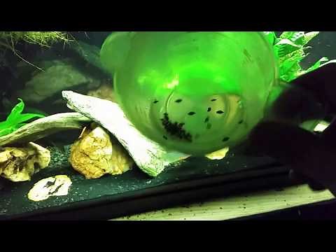 Loaches Will Eliminate Snails In Your Aquarium