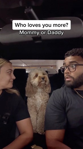 Luna The Mini Cockapoo on Instagram: "The look into the camera while thinking "