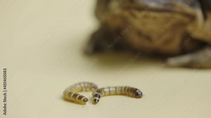 Cane Toad, Bufo marinus, sitting near the larvae on a beige background in the studio. Rhinella marina or Poisonous toad yeah of petting zoo. Large warty brown amphibian frog. Close up.