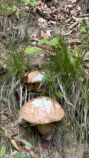 Funghi porcini - porcini preistorici sull’appennino