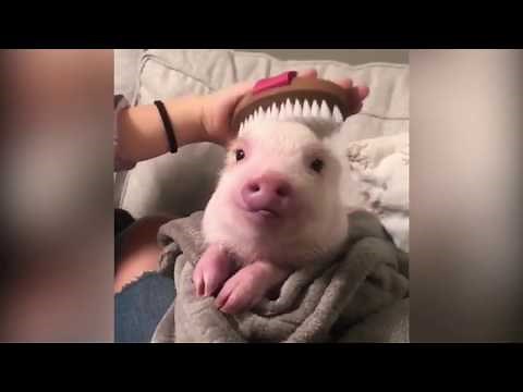 【癒し】可愛い動物たちに癒されよう＃1【かわいい】