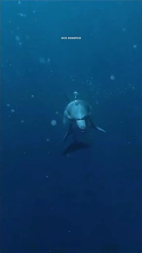 A Bond with the Blue | Dolphins 🐬🩵
