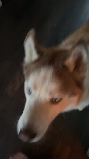 Adorable Siberian Husky Puppy Crying Compilation