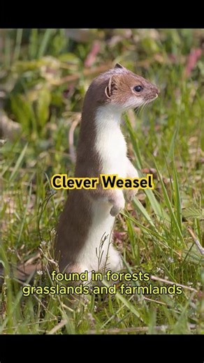 The Clever and Fearless Weasel | Fastest Little Hunter
