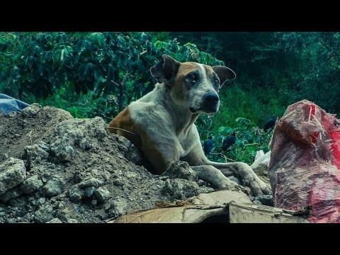 Cyanophyceae – Perro Callejero (Video Oficial)