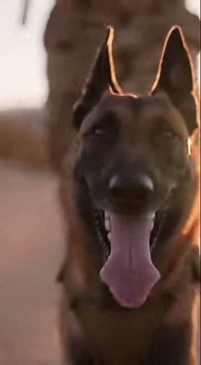 Dog doing long distance run with soldier #armydogtraining #workingdog