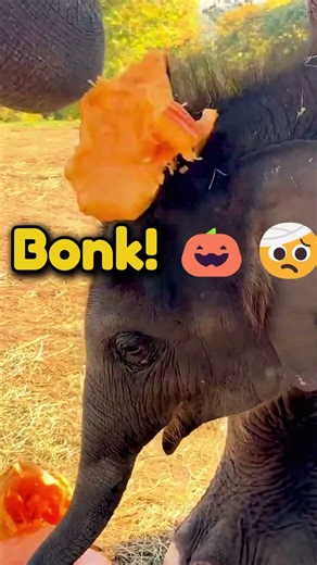 Baby Elephant’s Unlucky Day? Wait for the ending! 🐘😂#babyelephant #funnyanimals #cuteanimals