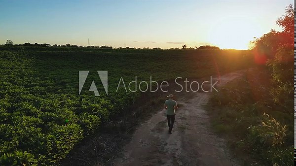 rural producer walking in the middle of a soybean plantation in angolden sunset time, Brazilian agriculture - Countryside of Sao Paulo, Brazil
