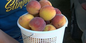 Sunset Berry Farm adding two new events to complement Sunflower Festival