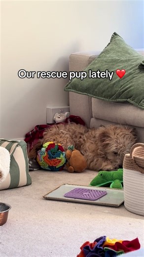 Hand Feeding and Confidence Building with Rescue Pup