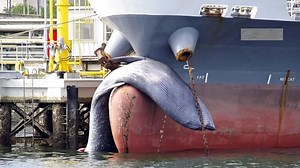 Horrifying pics show dead 39ft whale dragged across ocean on ship's bow