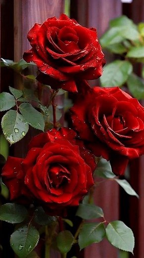 Beautiful flowers for your friend. | Love flowers