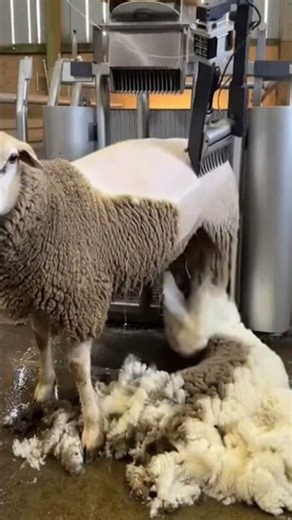 First Test of the Standing Shearing Machine! The Speed Is Insane 🤯