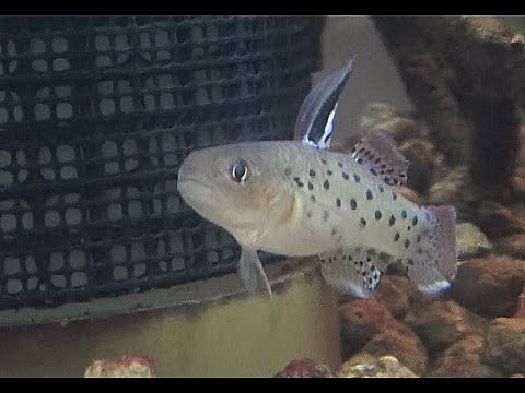 ナイトゴビー Knight Goby Stigmatogobius sadanundio