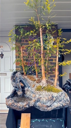 Bonsai crazy #bonsai #bonsaicommunity #bonsaitree