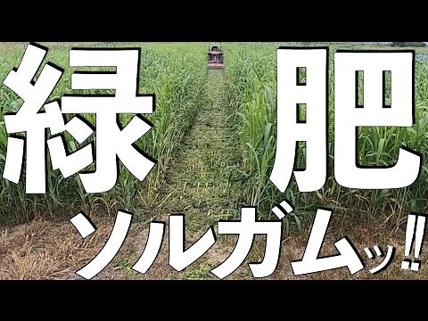 「緑肥」ソルゴー(ソルガム)種まきからフレールモアまで時系列