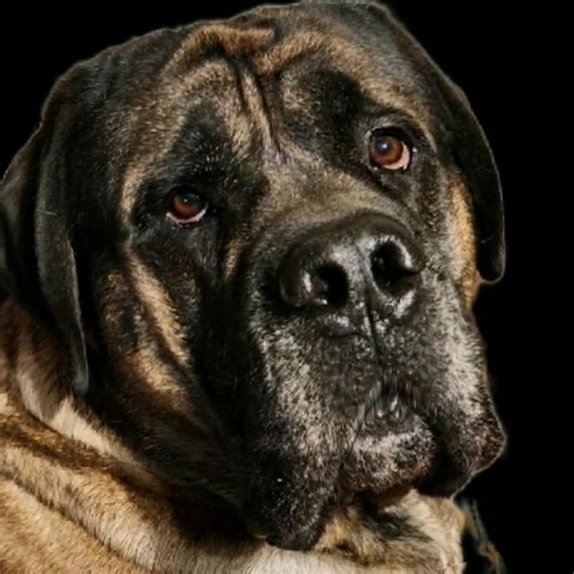 41K views · 5.5K reactions | Red snow boots! | Hogan's Adventures | Facebook