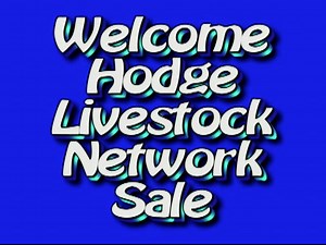 Hodge Livestock Network August 2025