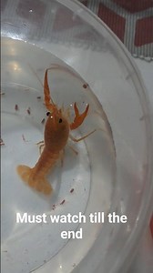 How does cray fish eat..#larrythecrayfish #crayfish