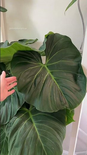 my massive philodendron el choco red red is blooming! 🌼 #philodendron #houseplants #plants