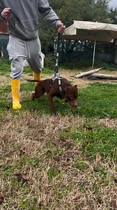 American pitbull terrier 💯 #apbt #adba #sportingdog #gamedog | As Gamedogs