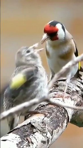لن تصدّق حنان أنثى الحسون وهي تطعم فرخها 🐣❤️ مشهد نادر | Mother Goldfinch Feeding Her Baby #Shorts