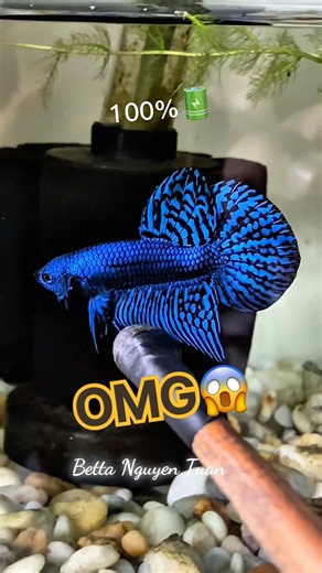 wild betta alien blue #nguyentuanbetta #wildbetta