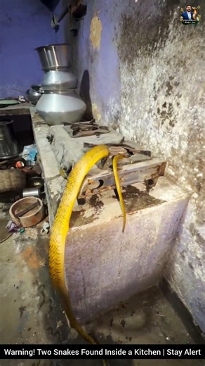 Warning! Two Snakes Found Inside a Kitchen | Stay Alert #snake #wildliferescue #wildlife