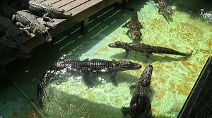 Feeding Baby Alligators in Orlando FL