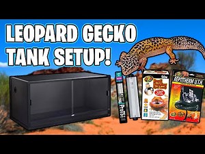 Leopard Gecko Setup for beginners
