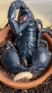 This is a throwback of my male Emperor scorpions (Pandinus imperator) Achilles, enjoying a super worm for dinner! 🦂•#scorpion #arachnid #reptiliatus #pandinusimperator #pandinus #animal #pet #emperorscorpion #achilles #reptile #reptiles #reels #viral #instagram #venom #venomous #scorpionsofinstagram #petsofinstagram #pets #animals #animalsofinstagram | Reptiliatus