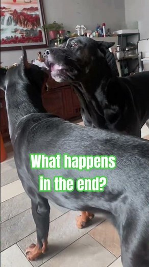 What Happens When Two Male Dogs Meet?