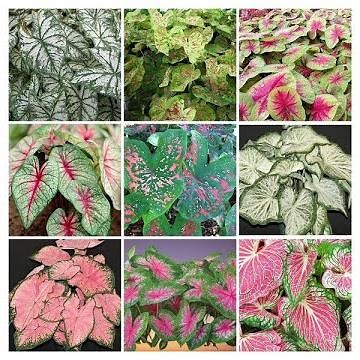 30 Popular Caladium Varieties You Can Easily Grow | Beautiful Types of Caladium Plants for Home