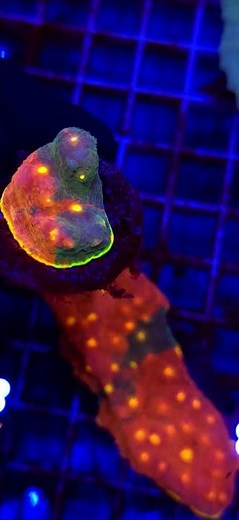 Chalice Jelly Bean WYSIWYG #4
