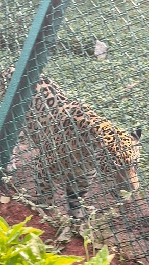 Nehru zoological Park.. | Sravs Sravs