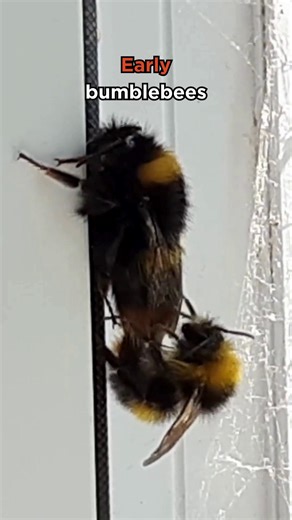 81K views · 984 reactions | By mid-August, many bumblebee nests have...
