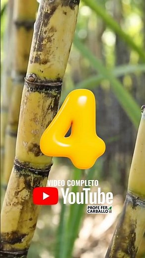 No. 4 Sugarcane. Crops + Planted in Mexico.