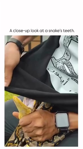 2026 on Instagram: "The post shares a 15-second video of a handler closely examining a yellow ball python's open mouth, exposing its rows of sharp, backward-curving teeth, which has amassed over 3 million views and 2,100 likes since December 28, 2025. Pythons like this one feature aglyphous dentition—solid, needle-like teeth numbering 25-35 per jaw, angled to grip prey without venom delivery—contrasting venomous snakes' hollow fangs, per herpetological research on constrictor anatomy. User react